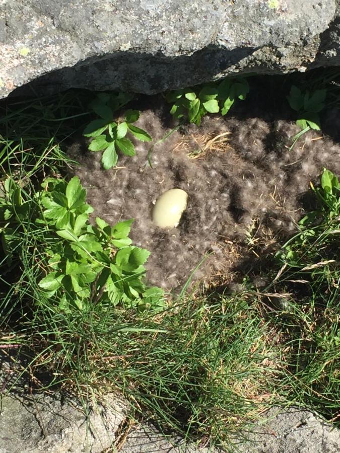 Rorbua Pa Toppoya Reine Exteriör bild